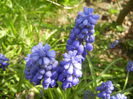 Muscari armeniacum (2015, April 13)