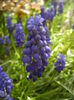 Muscari armeniacum (2015, April 13)