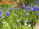 Muscari armeniacum (2015, April 15)