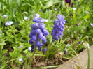 Muscari armeniacum (2015, April 15)