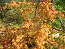 Acer palmatum Katsura (2015, April 13)