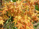 Acer palmatum Katsura (2015, April 13)