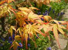 Acer palmatum Katsura (2015, April 13)