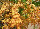 Acer palmatum Katsura (2015, April 13)