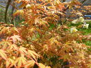 Acer palmatum Katsura (2015, April 13)