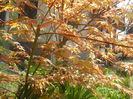 Acer palmatum Katsura (2015, April 13)