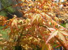 Acer palmatum Katsura (2015, April 13)