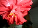 SAM_4305