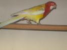 MASCUL ROSELLA LUTINO