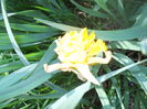 DSCN7526