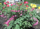 Dicentra o frumusete
