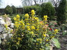 Mahonia in splendoarea ei