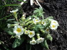 primula venita din zapada