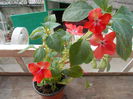 DSCN5365
