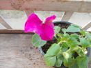 DSCN5372