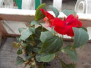 DSCN5374