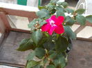 DSCN5378