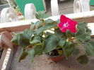 DSCN5379