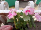 DSCN5381