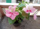 DSCN5382