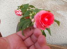 DSCN5385