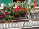 DSCN5390