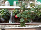 DSCN5391