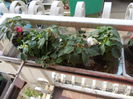 DSCN5392