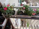 DSCN5394