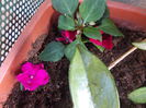 DSCN5395