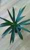 cordyline stricta