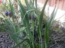 FRITILARIA UVA VULPIS