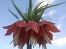 Fritillaria