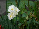 DSCN4418