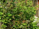 DSCN4443