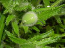 DSCN4520