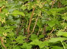 DSCN4528