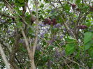 DSCN4535