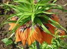 IMG_0136 Fritillaria imperialis