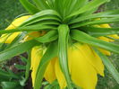 IMG_0139 Fritillaria imperialis