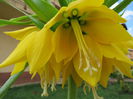 IMG_0140 Fritillaria imperialis