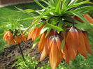 IMG_0141 Fritillaria imperialis