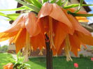 IMG_0143 Fritillaria imperialis
