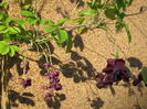 IMG_0151 Akebia quinata