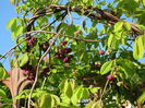 IMG_0153 Akebia quinata