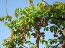 IMG_0154 Akebia quinata