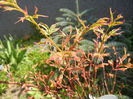 Acer palmatum Butterfly (2015, Apr.13)