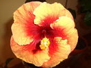 DSC06609
