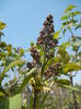 Syringa vulgaris_Lilac (2015, April 13)