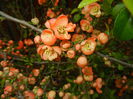 Chaenomeles japonica (2015, April 15)